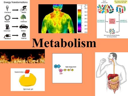 Metabolism.