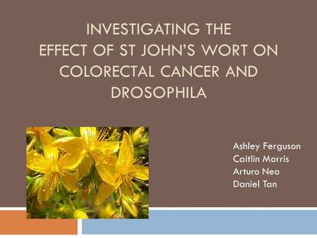 INVESTIGATING THE EFFECT OF ST JOHN’S WORT ON COLORECTAL CANCER AND DROSOPHILA Ashley Ferguson Caitlin Morris Arturo Neo Daniel Tan.