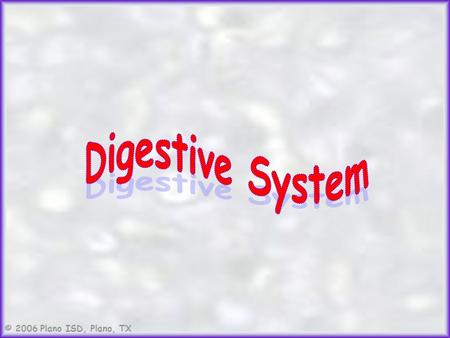 Digestive System.