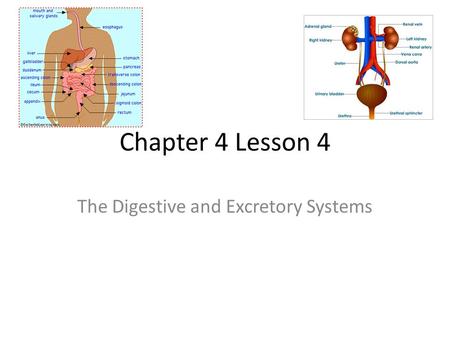 The Digestive and Excretory Systems