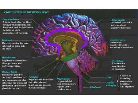 Stryker’s Summary of SI: 8 Key Points 1) Behavior is dependent on a named or classified world. The names or class terms (e.g., race, marriage, adolescent,