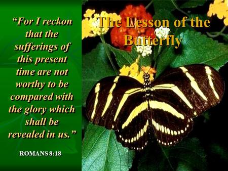 The Lesson of the Butterfly “For I reckon that the sufferings of this present time are not worthy to be compared with the glory which shall be revealed.