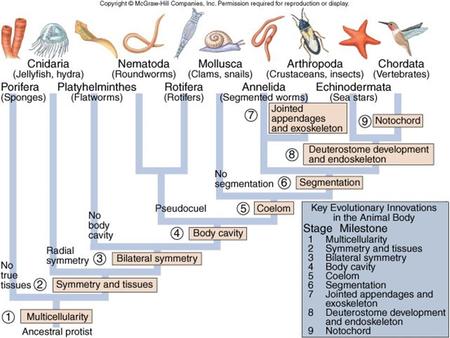 Kingdom Animalia Two groups of animals have appeared in the fossil record, a very ancient one and a more modern one. From 700-900 million years ago, a.