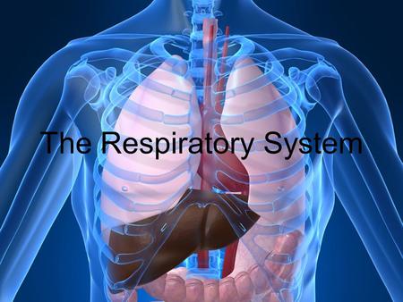 The Respiratory System