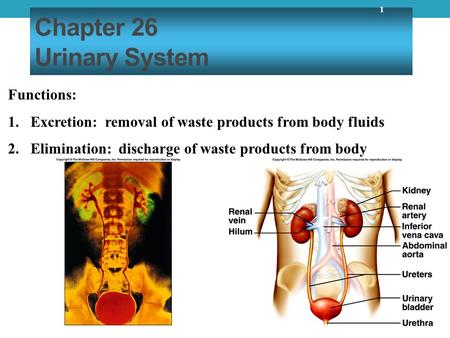 Chapter 26 Urinary System