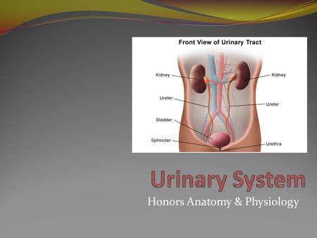 Honors Anatomy & Physiology. Kidneys Filter 200L of fluid from blood excreting waste as urine Regulate blood volume, balance water & salts, pH Secretes.