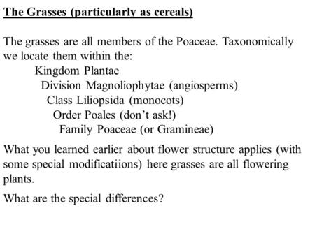 The Grasses (particularly as cereals) The grasses are all members of the Poaceae. Taxonomically we locate them within the: Kingdom Plantae Division Magnoliophytae.