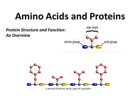 Amino Acids and Proteins