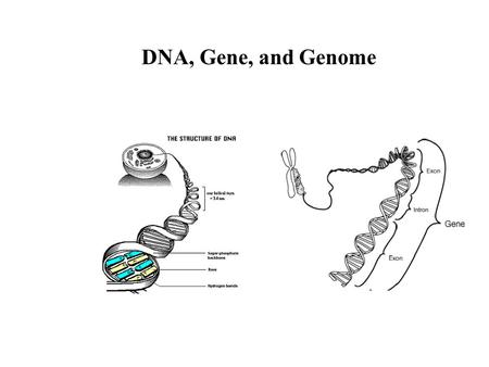 DNA, Gene, and Genome Translating Machinery for Genetic Information.