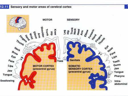 Exam 1 Moved to the 31 of January Thebrainmcgill Simple to complex Neurological level Intermediate level Midsagittal view.