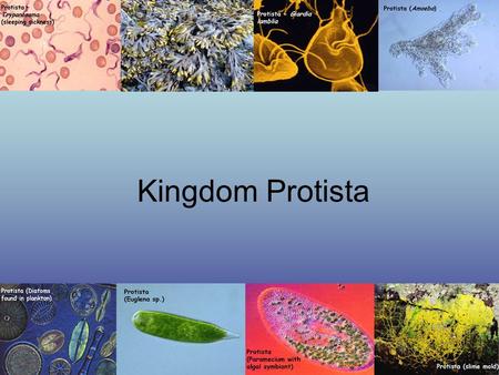 Kingdom Protista.