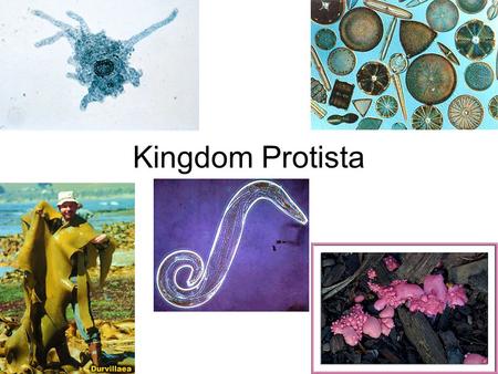 Kingdom Protista. General Information 1.Diverse group (not a plant, animal, fungus, or bacterium) 2.All eukaryotes 3.Most are unicellular 4.Can be photoautotrophic.