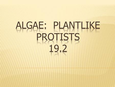 Characteristics of Algae Photosynthesizing Both uni and multicellular Contain chlorophyll and pigments that give them a variety of colors.