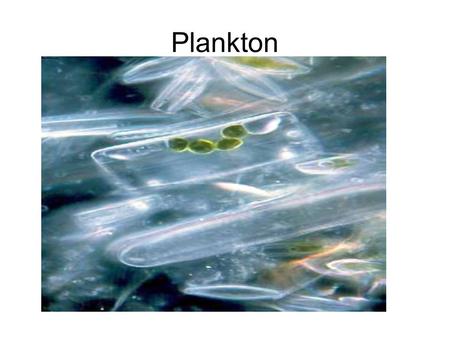 Plankton.