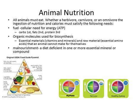 Animal Nutrition All animals must eat. Whether a herbivore, carnivore, or an omnivore the ingestion of nutrition and calories must satisfy the following.