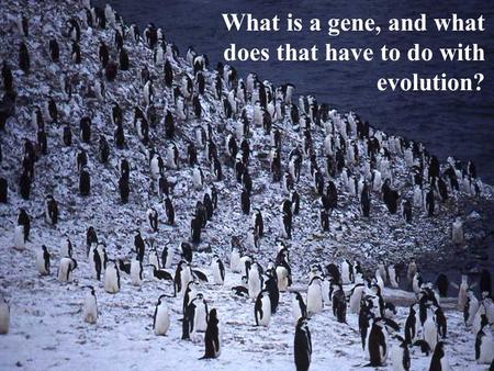 What is a gene, and what does that have to do with evolution?