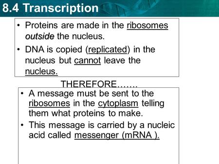 8.4 Transcription outsideProteins are made in the ribosomes outside the nucleus. DNA is copied (replicated) in the nucleus but cannot leave the nucleus.