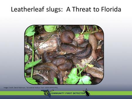 Leatherleaf slugs: A Threat to Florida Image Credit: David Robinson, Terrestrial Mollusc Tool. USDA-APHIS-PPQ.