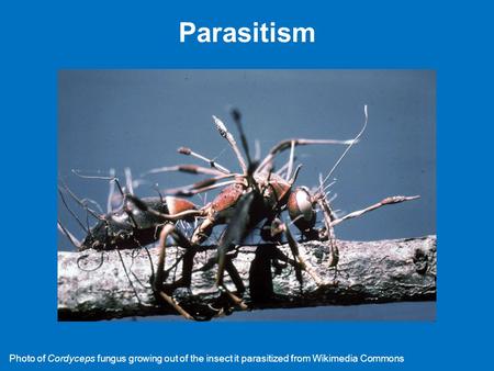 Parasitism Please do not use the images in these PowerPoint slides without permission. Wikipedia “Cordyceps” page; accessed 02-X-2014 Photo of Cordyceps.