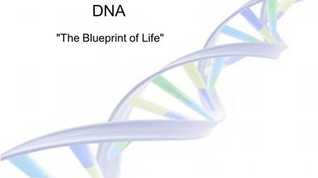 DNA The Blueprint of Life.