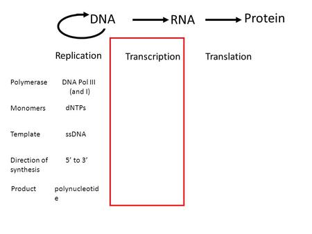 RNA Protein DNA Replication TranscriptionTranslation Polymerase Monomers DNA Pol III (and I) dNTPs Direction of synthesis 5’ to 3’ TemplatessDNA Product.