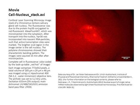 Movie Cell-Nucleus_stack.avi Confocal Laser Scanning Microscpy image stack of a Chironomus tentans salivary gland cell nucleus. The fluorescence was due.