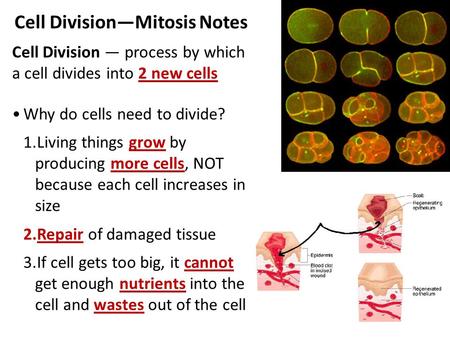 Cell Division—Mitosis Notes