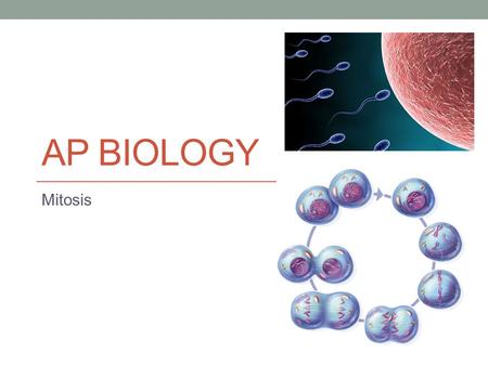 AP Biology Mitosis.