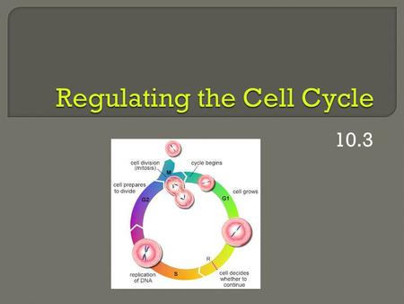 Regulating the Cell Cycle