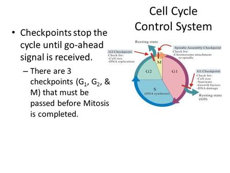 Cell Cycle Control System Checkpoints stop the cycle until go-ahead signal is received. – There are 3 checkpoints (G 1, G 2, & M) that must be passed before.