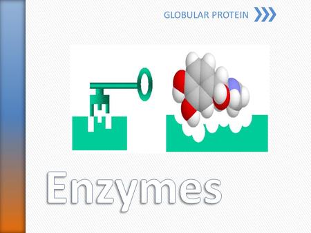 GLOBULAR PROTEIN. » Globular protein » Catalysts which speeds up biological reactions » Unchanged by the reaction » Specific to their substrate » Active.