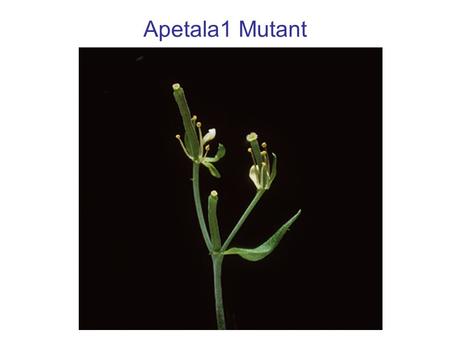 Apetala1 Mutant.