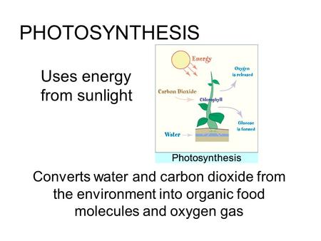 Converts water and carbon dioxide from the environment into organic food molecules and oxygen gas PHOTOSYNTHESIS Uses energy from sunlight.