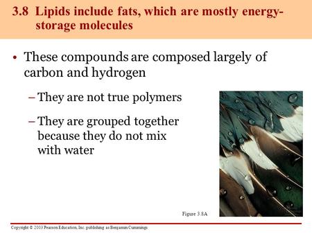 Copyright © 2003 Pearson Education, Inc. publishing as Benjamin Cummings These compounds are composed largely of carbon and hydrogen –They are not true.