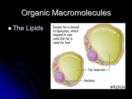 Organic Macromolecules