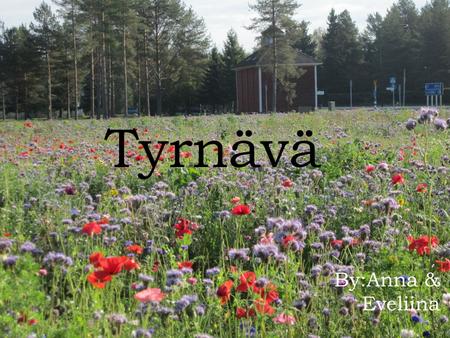 Tyrnävä By:Anna & Eveliina. Farms in Tyrnävä  There are lots of farms in Tyrnävä.  Main crops are potatoes, barley and oat.  There are also cattle.