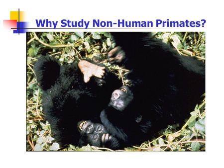 Why Study Non-Human Primates?