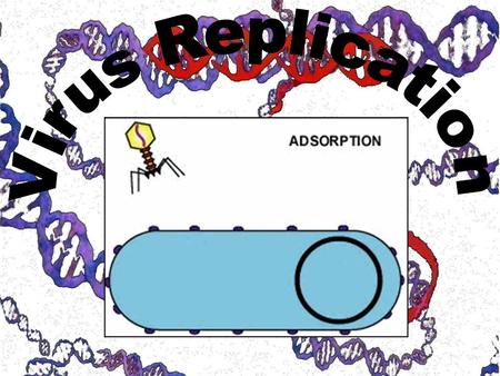 Virus: A biological particle composed of nucleic acid and protein Intracellular Parasites: organism that must “live” inside a host What is a Virus?