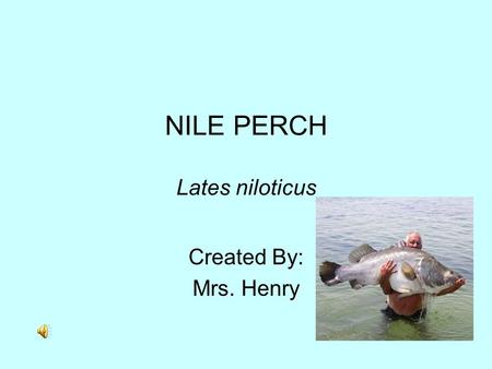 NILE PERCH Lates niloticus