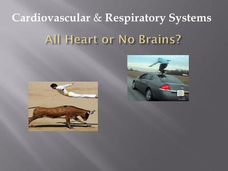 Cardiovascular & Respiratory Systems. A. 5 ounces B. 11 ounces C. About 1 pound D. 2.5 pounds B. 11 Ounces on average. ( The average brain weighs 3 pounds.