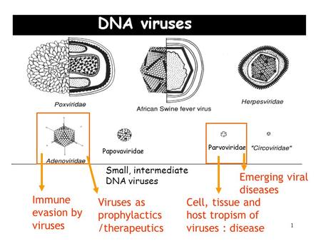 1 Small, intermediate DNA viruses Cell, tissue and host tropism of viruses : disease Immune evasion by viruses Emerging viral diseases Viruses as prophylactics.