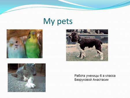 My pets Работа ученицы 6 а класса Безруковой Анастасии.