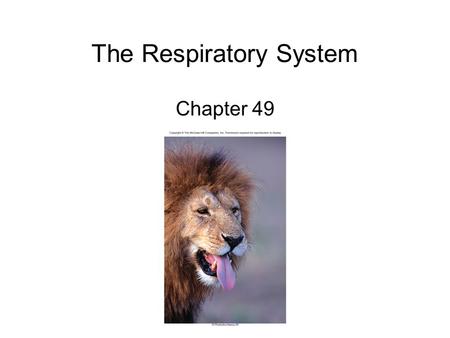 The Respiratory System