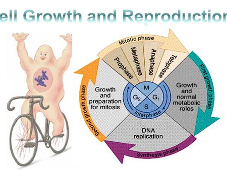 Cell Growth and Reproduction