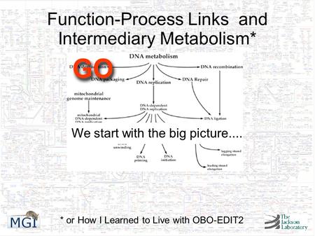 Function-Process Links and Intermediary Metabolism*