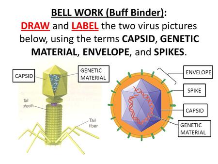 BELL WORK (Buff Binder): DRAW and LABEL the two virus pictures below, using the terms CAPSID, GENETIC MATERIAL, ENVELOPE, and SPIKES. GENETIC MATERIAL.