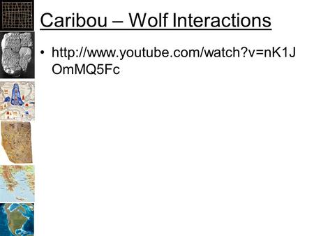 Caribou – Wolf Interactions  OmMQ5Fc.