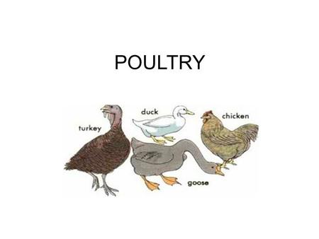 POULTRY.