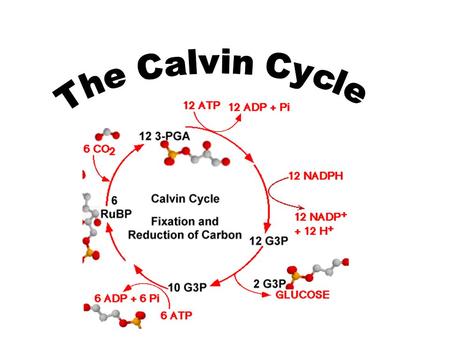 Carbon enters the cycle in the form of CO 2 and leaves in the form of sugar (C 6 H 12 O 6 ) ATP and NADPH are consumed.