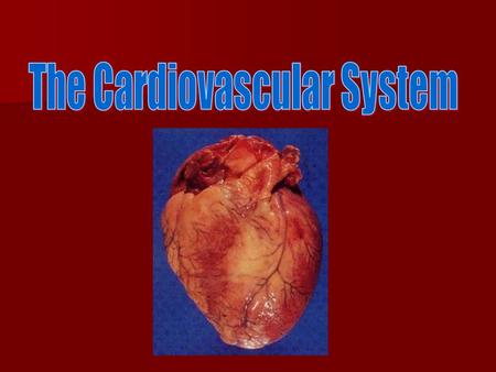 The Cardiovascular System Heart, blood vessels, blood Heart, blood vessels, blood Function: transportation of O 2, nutrients, cell wastes, and hormones.